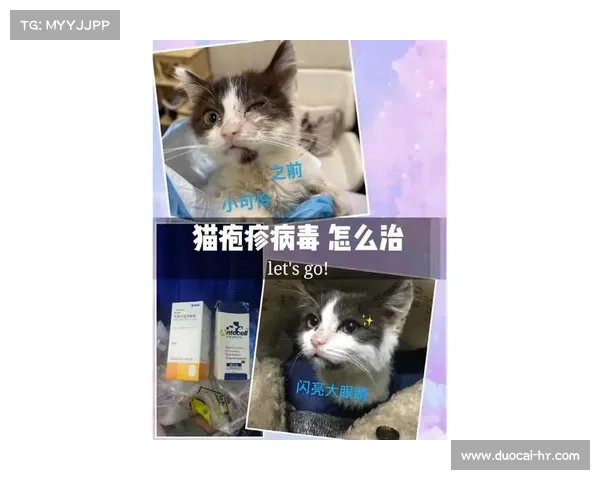 猫常见传染病治疗攻略 猫常见传染病治疗攻略